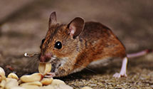 24 Hour & Emergency Exterminators in East Amwell Twp, NJ